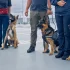 Airport security workers with two German Shepherd dogs and Malinois dog guarding territory